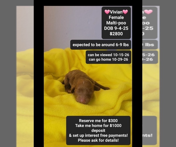 Medium Photo #1 Maltipoo (Toy) Puppy For Sale in TUCSON, AZ, USA