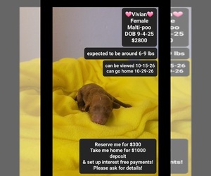 Maltipoo (Toy) Puppy for sale in TUCSON, AZ, USA