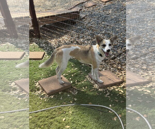 Medium Photo #2 Pembroke Welsh Corgi-Unknown Mix Puppy For Sale in Milpitas, CA, USA