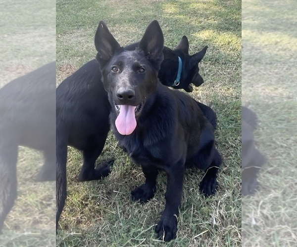 Medium Photo #5 German Shepherd Dog Puppy For Sale in WACO, TX, USA