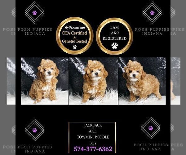 Medium Photo #2 Poodle (Toy) Puppy For Sale in WARSAW, IN, USA