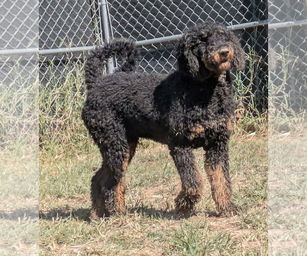 Medium Photo #3 Bernedoodle Puppy For Sale in Thomasville, NC, USA