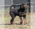 Small #2 Bernedoodle