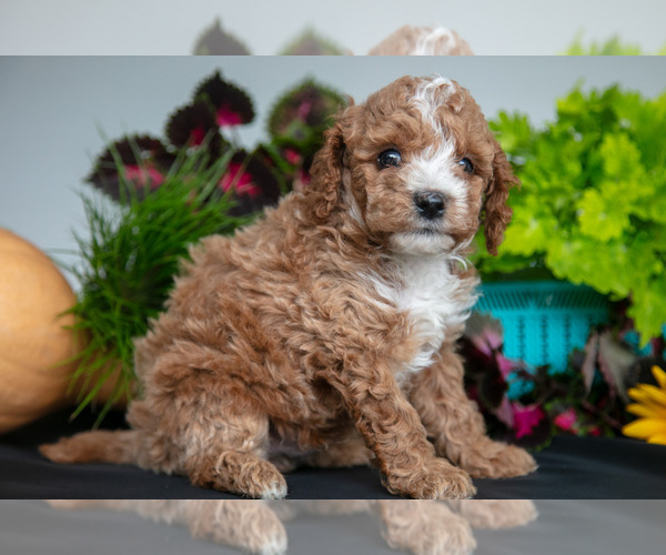 Medium Photo #3 Cavapoo Puppy For Sale in SHILOH, OH, USA
