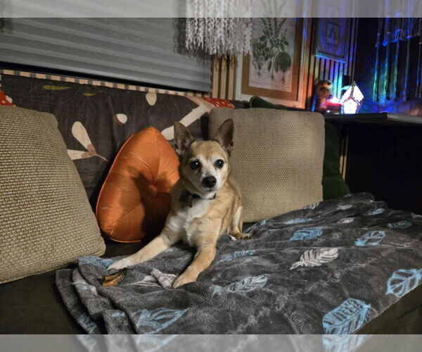 Medium Photo #6 Chihuahua-Unknown Mix Puppy For Sale in Salt Lake City, UT, USA