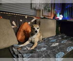 Small #5 Chihuahua Mix