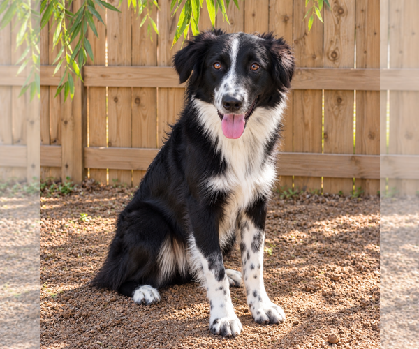 Medium Photo #1 Australian Shepherd Puppy For Sale in Dallas, TX, USA