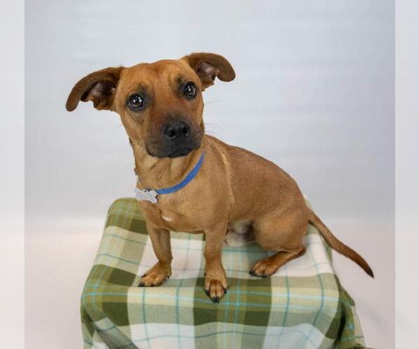 Medium Photo #4 Mutt Puppy For Sale in Kennesaw, GA, USA