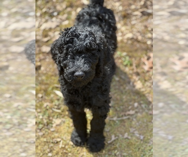Medium Photo #1 Goldendoodle Puppy For Sale in OLIN, NC, USA