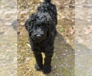 Goldendoodle Puppy for sale in OLIN, NC, USA