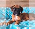 Small #4 Boxer