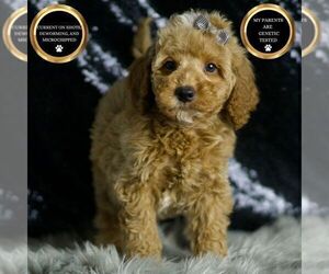 Medium Goldendoodle (Miniature)