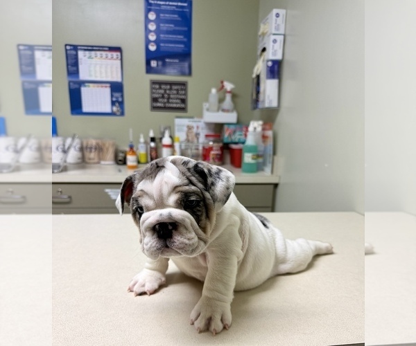 Medium Photo #6 Bulldog Puppy For Sale in HUTCHINSON, KS, USA