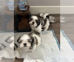 Small #2 Shih Tzu
