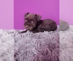 Small Schnauzer (Miniature)