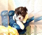 Small #6 Havanese
