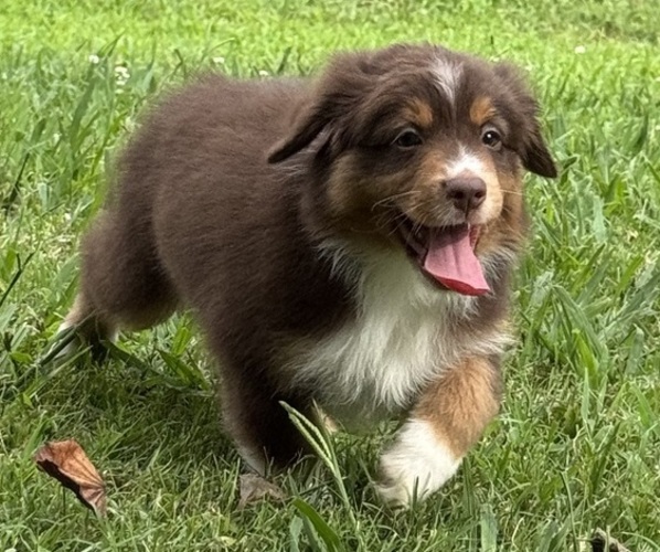 Medium Photo #27 Miniature American Shepherd Puppy For Sale in NOLENSVILLE, TN, USA