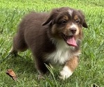 Small Photo #27 Miniature American Shepherd Puppy For Sale in NOLENSVILLE, TN, USA