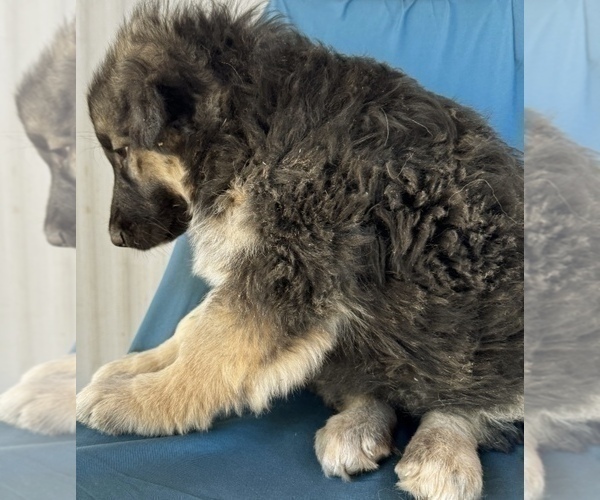 Medium Photo #6 King Shepherd Puppy For Sale in PEACH SPRINGS, AZ, USA