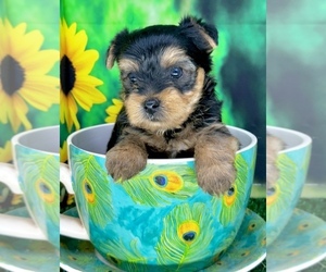 Yorkshire Terrier Puppy for sale in CASSVILLE, MO, USA