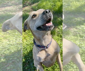Kia - Female Mutt Dog for Adoption - Photo #2