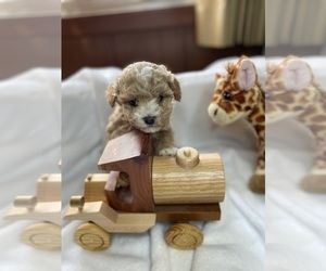 Mal-Shi-Poodle (Miniature) Mix Puppy for sale in MURFREESBORO, AR, USA