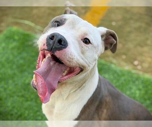 Medium Photo #2 American Staffordshire Terrier-Unknown Mix Puppy For Sale in Tallahassee, FL, USA