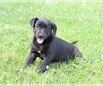 Small Photo #5 Labrador Retriever-Unknown Mix Puppy For Sale in FREDERICKSBG, OH, USA