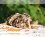 Small #22 ShihPoo
