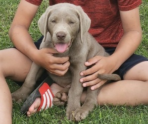 Labrador Retriever Puppy for sale in CORTLAND, NY, USA