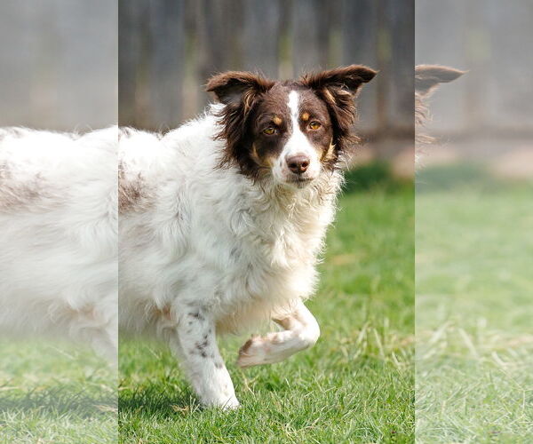 Medium Photo #5 Border-Aussie Puppy For Sale in McKinney, TX, USA
