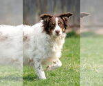 Small #4 Border-Aussie