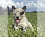 Small #1 Australian Cattle Dog