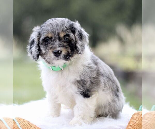 Medium Photo #4 Cockapoo Puppy For Sale in GORDONVILLE, PA, USA