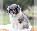 Small Photo #4 Cockapoo Puppy For Sale in GORDONVILLE, PA, USA