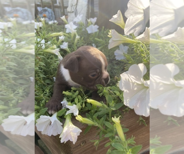 Medium Photo #7 Boston Terrier Puppy For Sale in FREDONIA, KS, USA