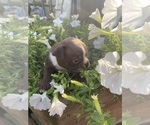 Small #6 Boston Terrier
