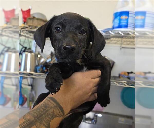 Medium Photo #2 Mutt Puppy For Sale in San Antonio, TX, USA