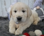 Small Photo #8 English Cream Golden Retriever Puppy For Sale in HONEY BROOK, PA, USA
