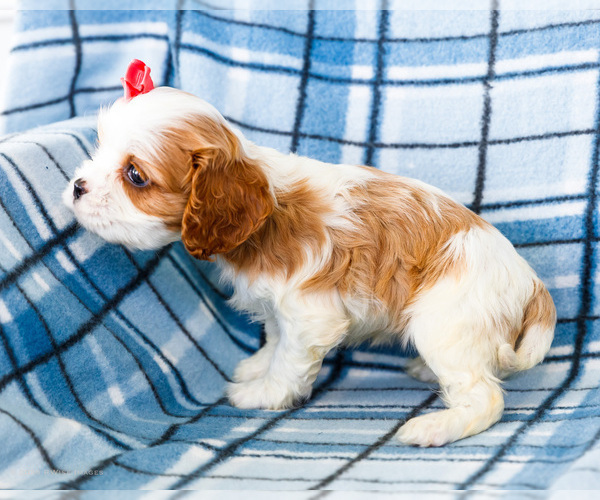 Medium Photo #5 Cockalier Puppy For Sale in WAKARUSA, IN, USA