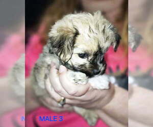 Morkie Puppy for sale in WACO, TX, USA