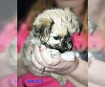 Small Morkie