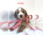 Small Photo #2 Goldendoodle Puppy For Sale in DEMOPOLIS, AL, USA