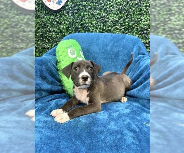 Medium Photo #2 American Pit Bull Terrier Puppy For Sale in Corpus Christi, TX, USA