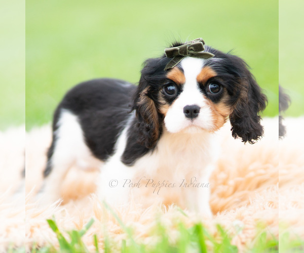 Medium Photo #4 Cavalier King Charles Spaniel Puppy For Sale in WARSAW, IN, USA