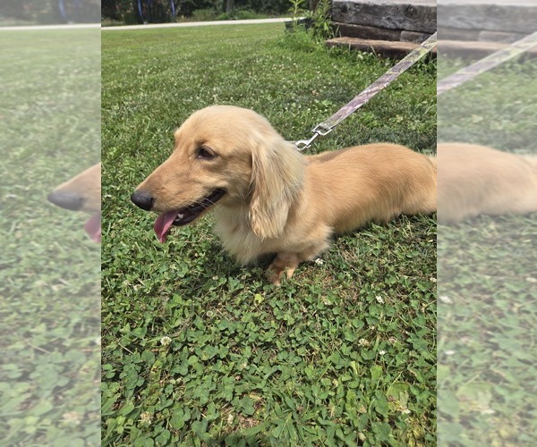 Medium Photo #1 Dachshund Puppy For Sale in MARSHFIELD, MO, USA