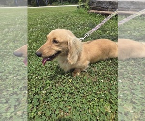 Father of the Dachshund puppies born on 09/19/2025