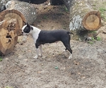 Small Photo #1 Boston Terrier Puppy For Sale in AIKEN, SC, USA