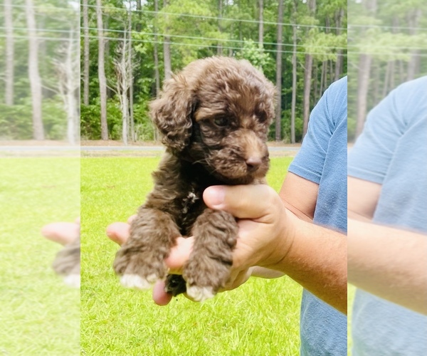 Medium Photo #1 Labradoodle Puppy For Sale in TIMMONSVILLE, SC, USA