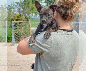 Kenmore - Female Bo-Dach Dog for Adoption - Photo #6